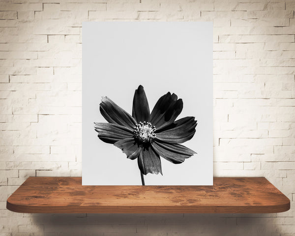 Pink Cosmo Flower Photograph Black White
