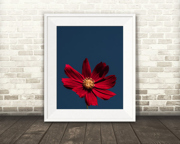 Red Cosmo Flower Photograph