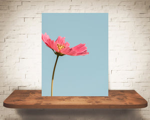 Pink Cosmo Flower Photograph