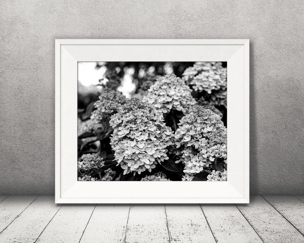 Hydrangea Shrub Photograph Black White