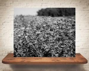 Zinnia Flower Field Photograph Black White