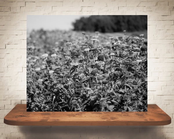 Zinnia Flower Field Photograph Black White