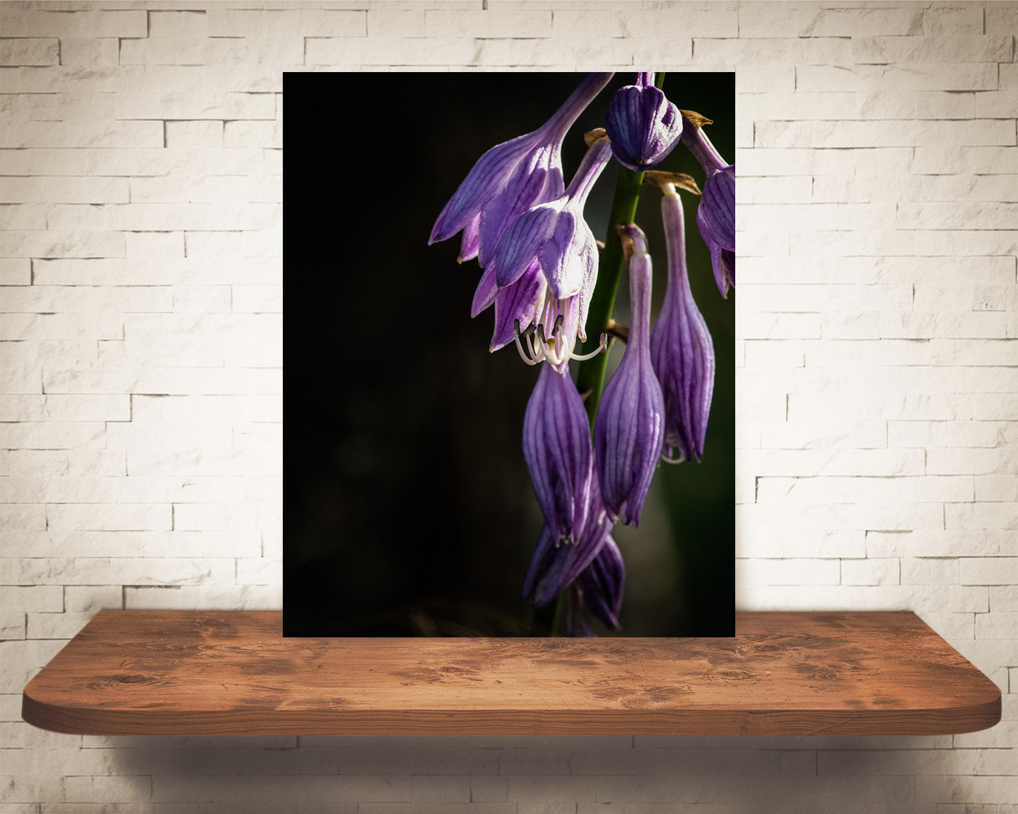Purple Bellflower Flower Photograph
