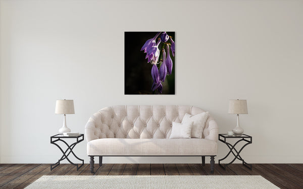 Purple Bellflower Flower Photograph