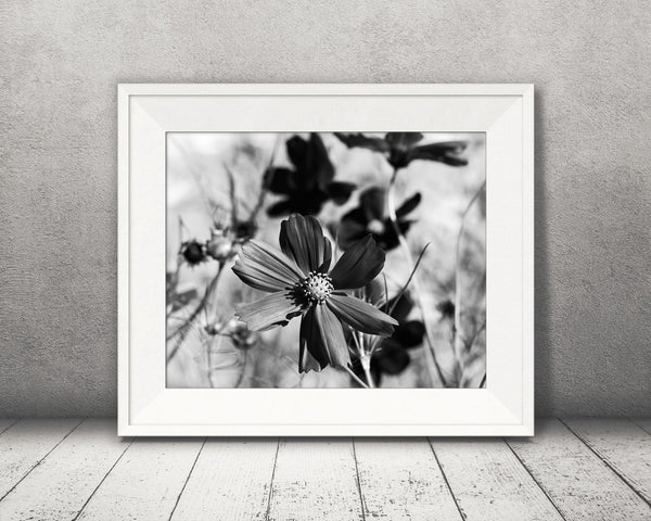 Cosmos Flower Photograph Black White