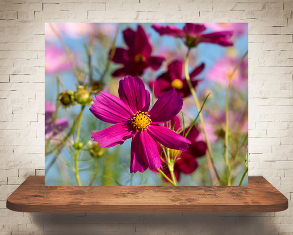 Pink Cosmos Flower Photograph