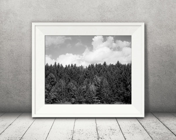 Forest Photograph Black White