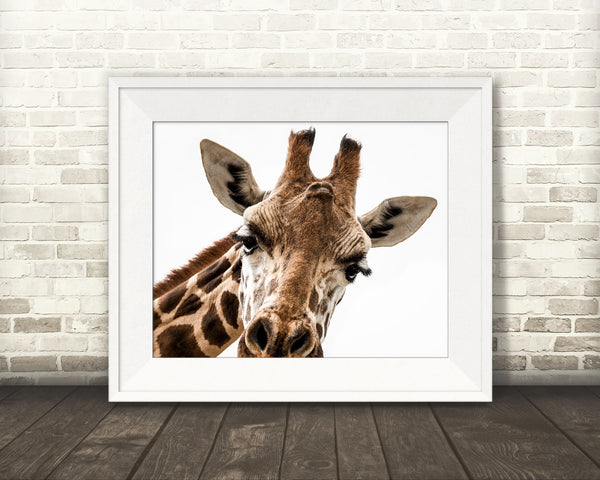 Giraffe Photograph