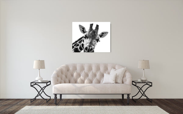 Giraffe Photograph Black White