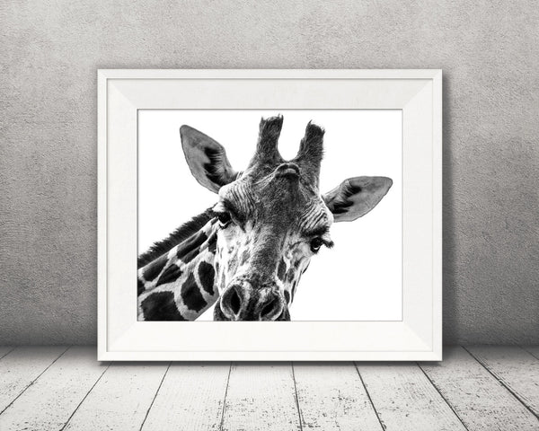 Giraffe Photograph Black White