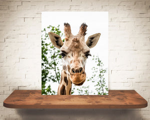 Giraffe Photograph