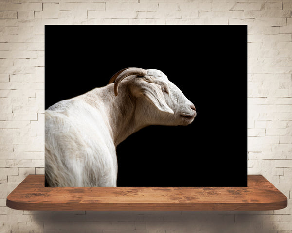 Goat Photograph