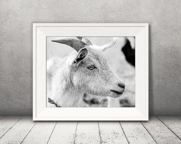 Goat Photograph Black White