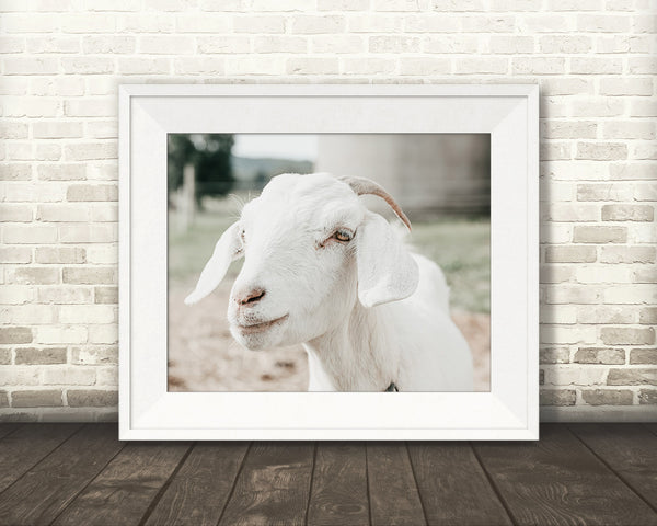 Goat Photograph