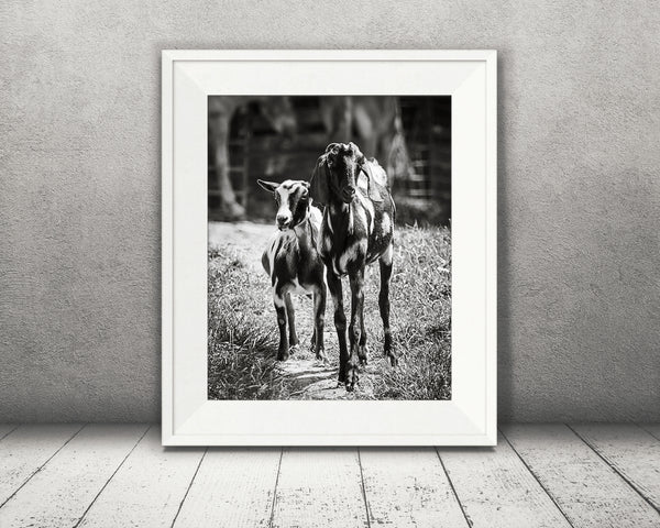 Goat Photograph Black White
