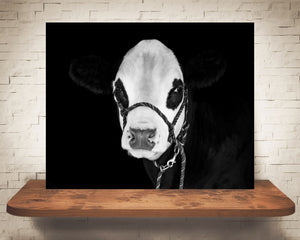 Hereford Cow Photograph Black White