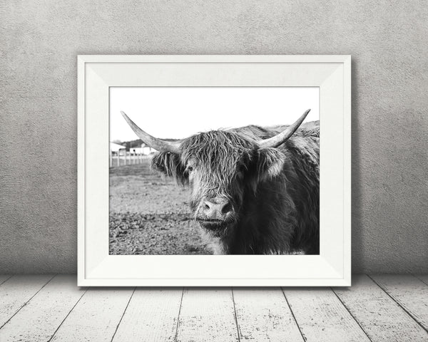Scottish Highland Cow Photograph Black White
