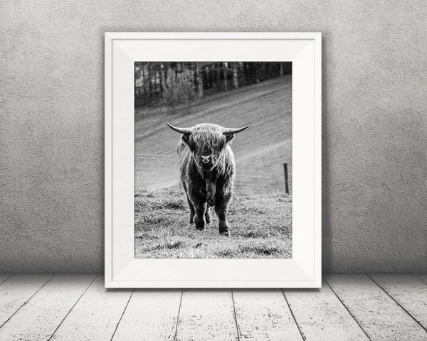 Highland Cow Photograph