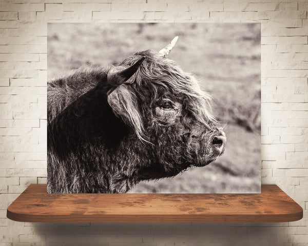 Scottish Highland Cow Photograph Sepia