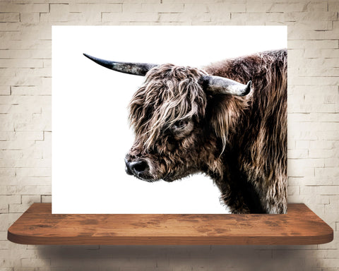 Scottish Highland Cow Photograph