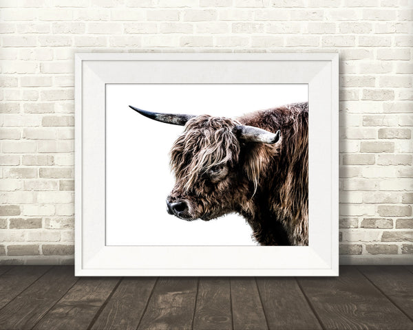Scottish Highland Cow Photograph