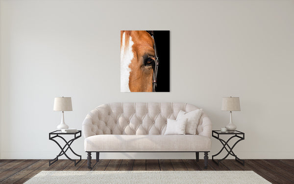 Horse Eye Photograph