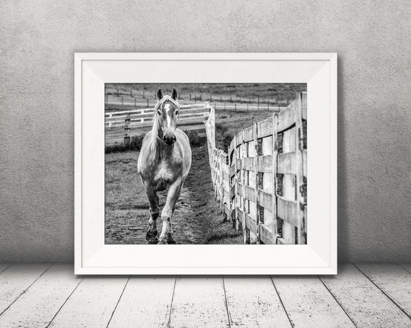 Horse Fence Photograph