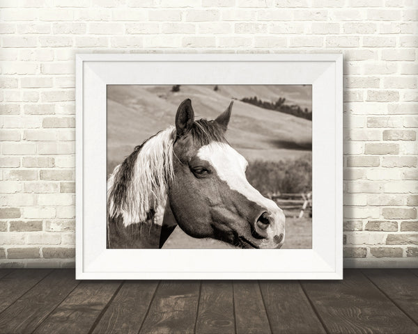 Horse Photograph