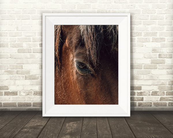 Horse Eye Photograph