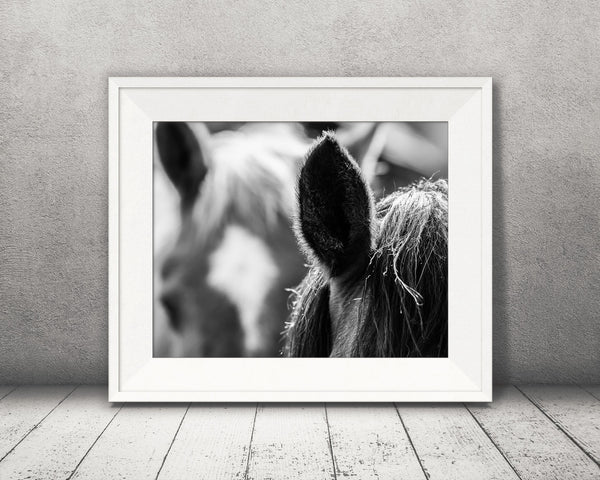 Horse Ears Photograph