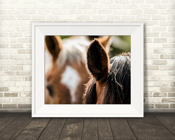 Horse Ears Photograph