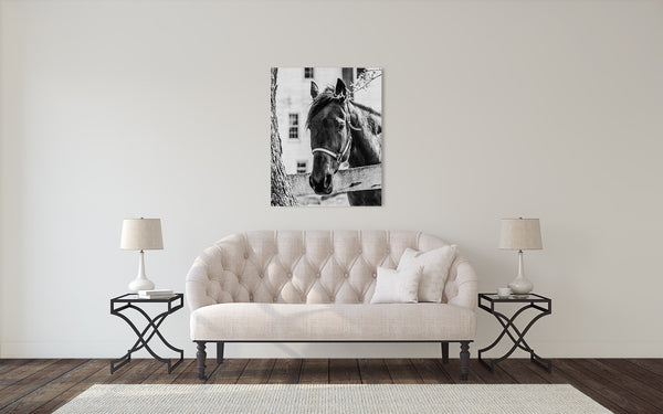 Horse Photograph Black White