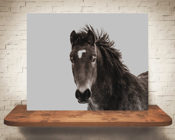 Horse Photograph Black White Brown