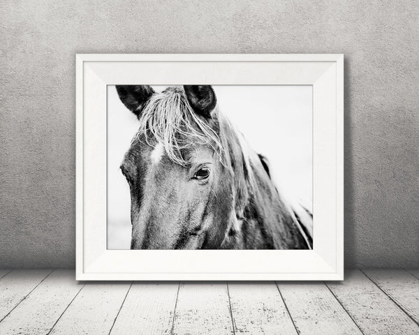 Horse Photograph Black White