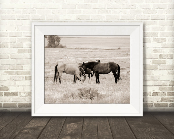 Horse Photograph