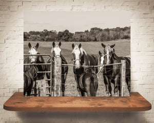 Horse Photograph Sepia