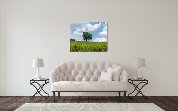 Tree Country Landscape Photograph