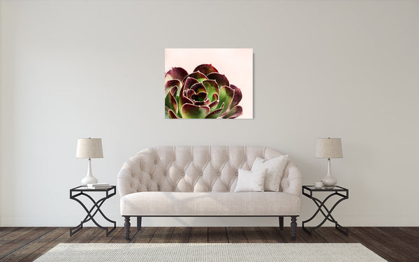 Succulent Photograph