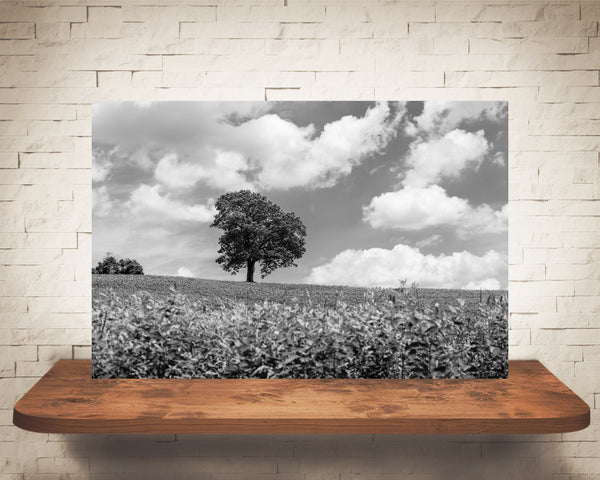 Tree Country Landscape Photograph Black White
