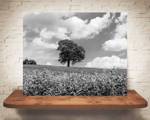 Tree Country Landscape Photograph Black White