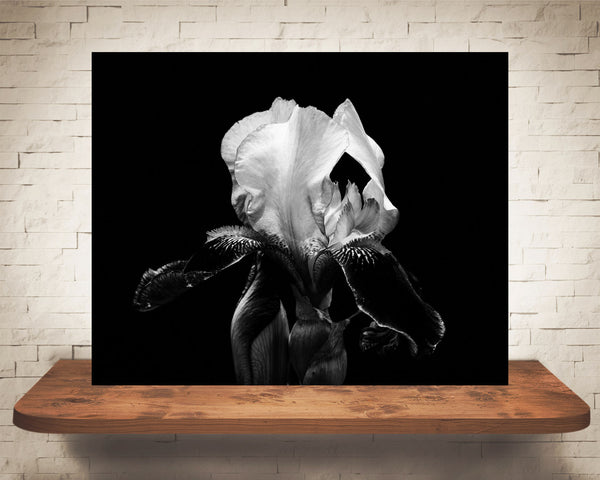 Iris Flower Photograph Black White