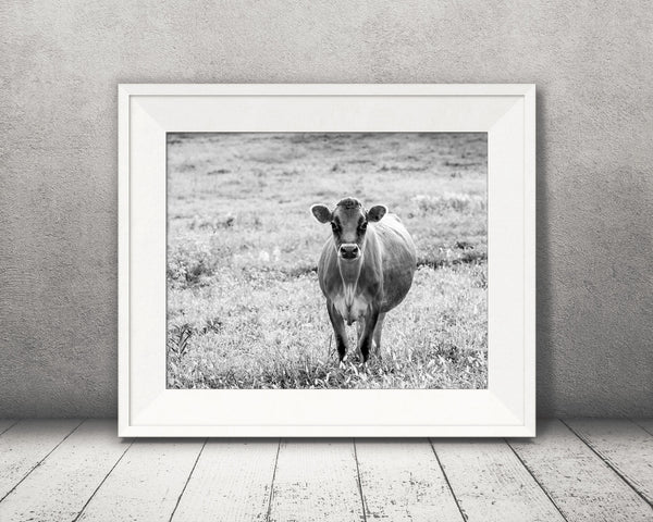 Jersey Cow Photograph Black White