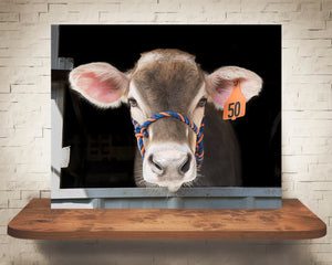 Brown Swiss Cow Photograph