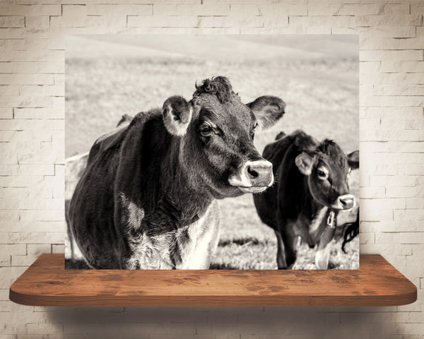 Jersey Cow Photograph Sepia