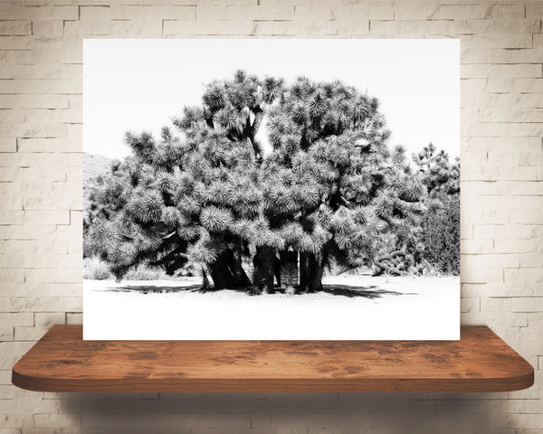 Joshua Tree Photograph Black White