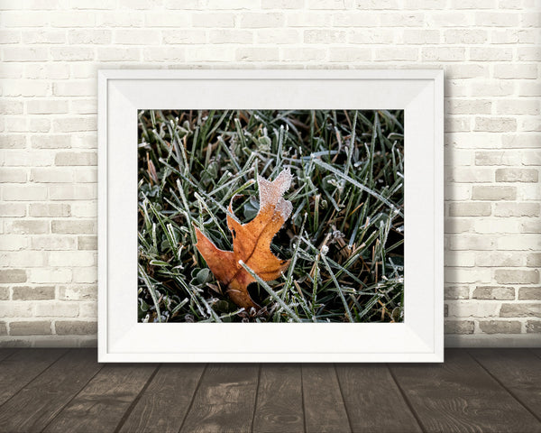 Frost Leaf Photograph