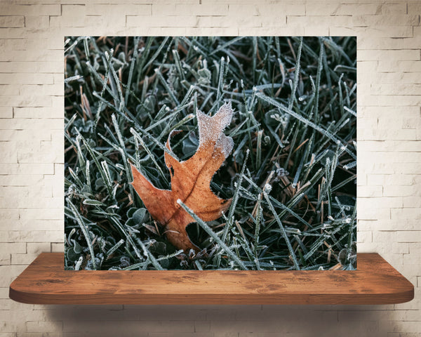 Frost Leaf Photograph