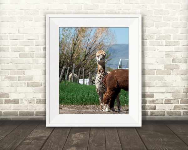 Llama Photograph