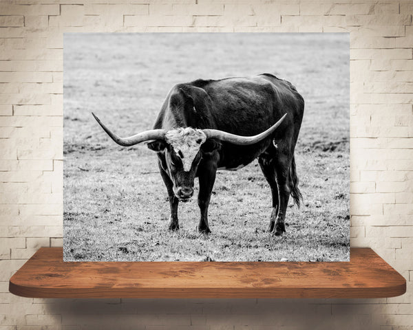 Longhorn Cow Photograph Black White