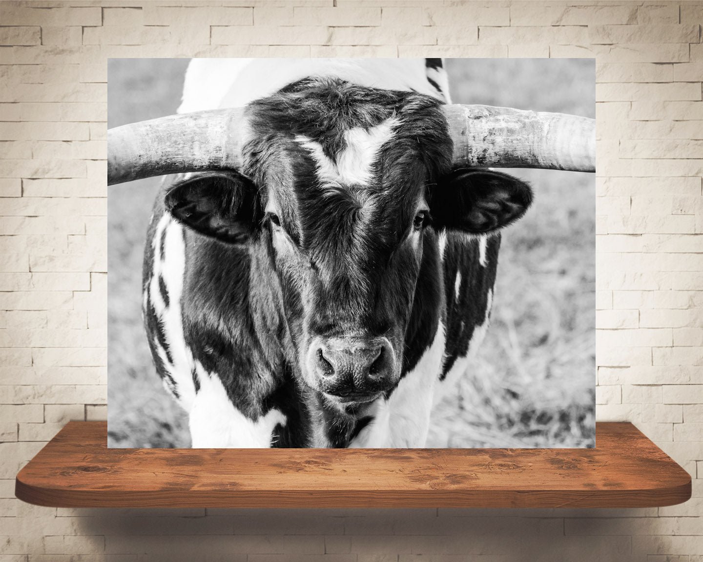 Longhorn Cow Photograph Black White